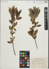 Foto von Salix pentandra L.